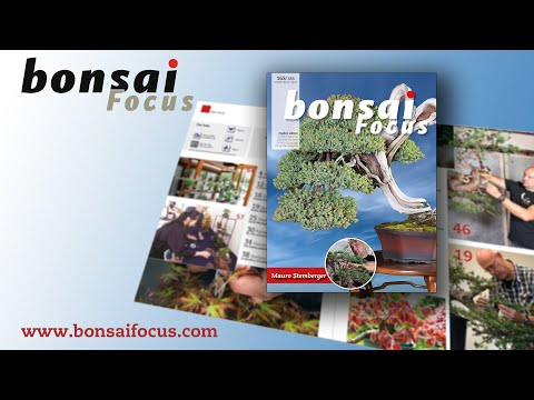 Bonsai Focus Magazine