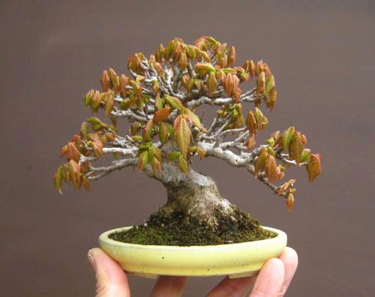 A Steady Stream of High Quality Shohin Bonsai | Bonsai Bark