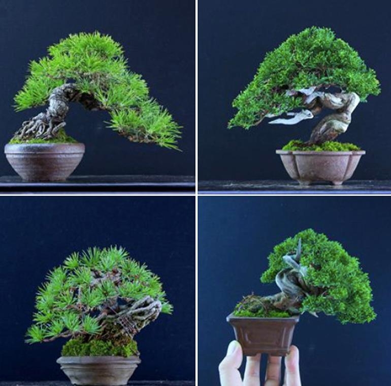 Four Shohin Bonsai & a Strange Translation | Bonsai Bark