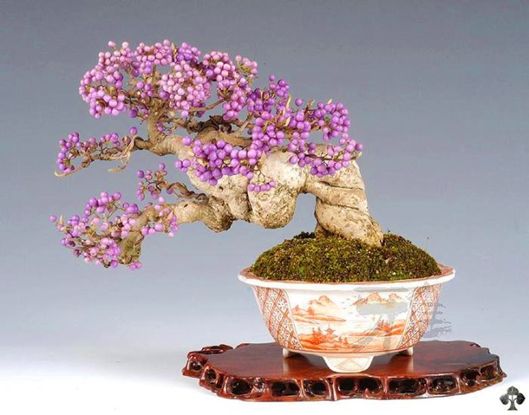 Japanese Beautyberry & other Fruiting Bonsai | Bonsai Bark