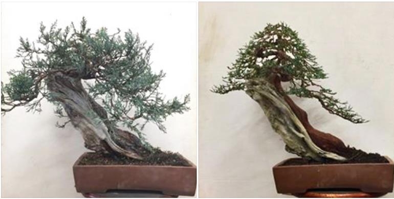 A Dramatic Before & After Bonsai | Bonsai Bark