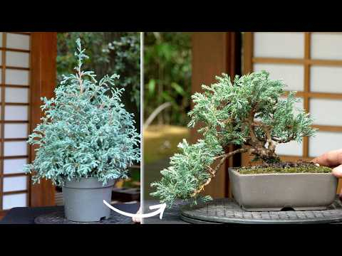Making a Cypress Bonsai (DIY)