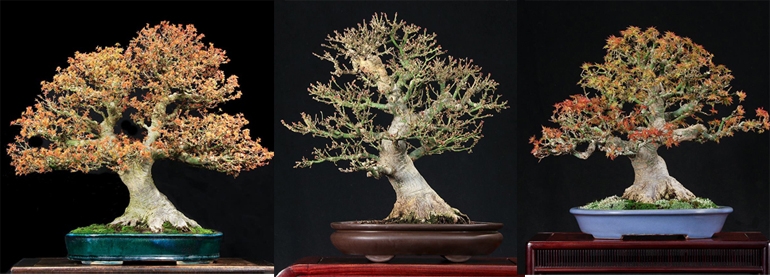 Three Magnificent Trees & the 6th U.S. National Bonsai Exhibition | Bonsai Bark
