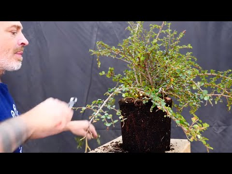 Bonsai techniques: Initial styling of a Cotoneaster bonsai by Todd Schlafer
