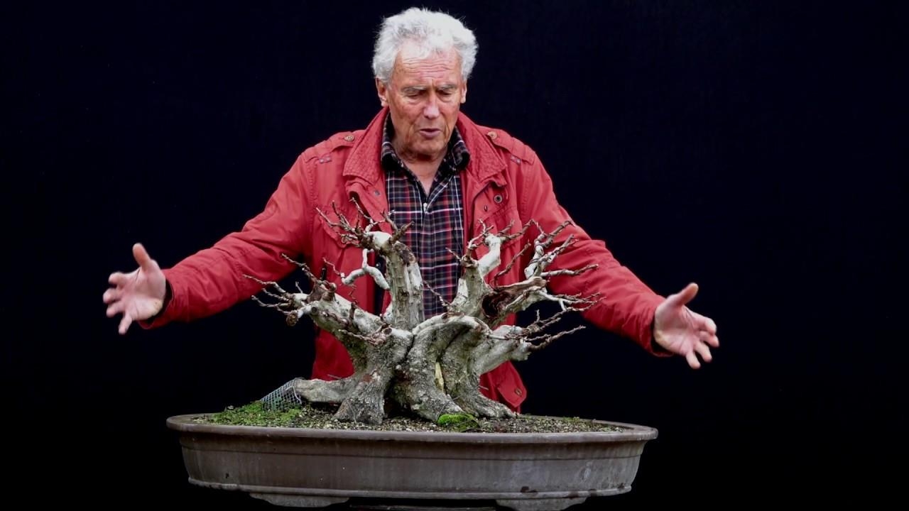 Caroinus orientalis with huge nebari. Collected 9