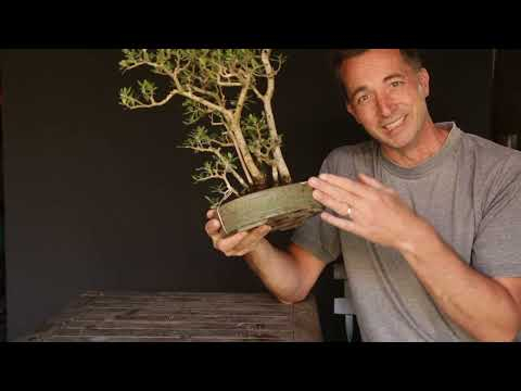 Bonsai techniques: Sunlight requirements of Bonsai by Jelle Ferwerda