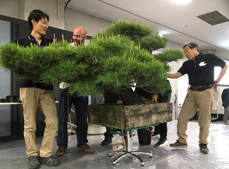 Green T Bonsai Monsters | Bonsai Bark
