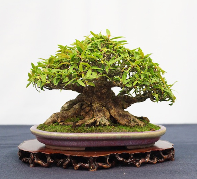 Winning Shohin & Mame Bonsai | Bonsai Bark