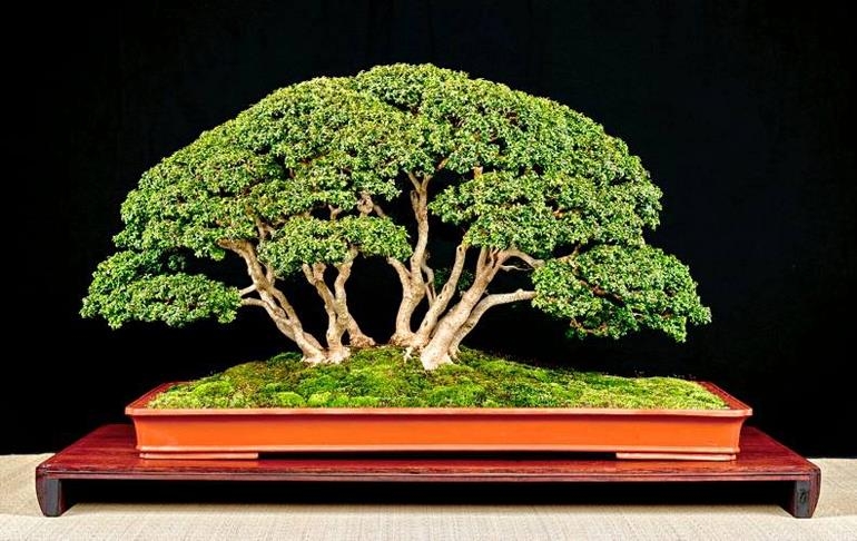 Two More Reasons to Visit the 6th U.S. National Bonsai Exhibition | Bonsai Bark