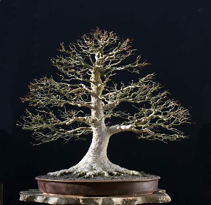 Japanese Myaple #11