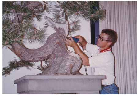 HISTORICAL TREE SPOTLIGHT: The Ponderosa Pine