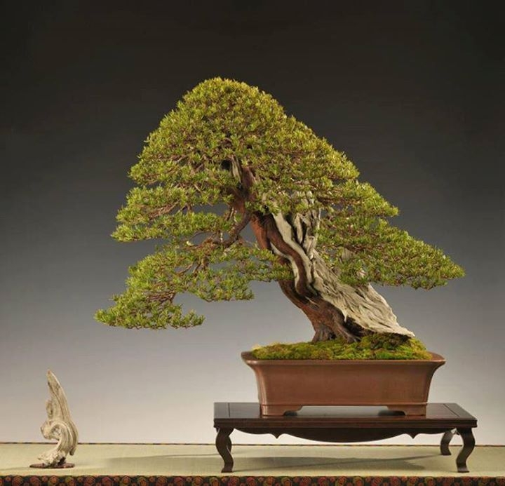 It’s all about Yew bonsaibark.com