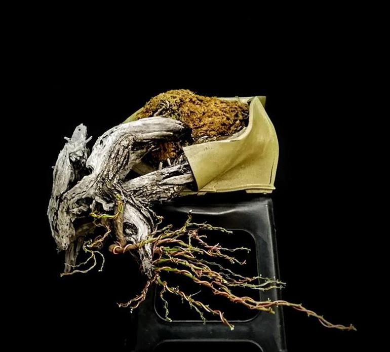 Deconstructing Nacho | Bonsai Bark