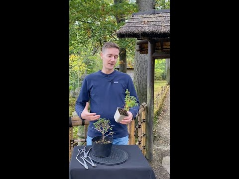 Making a Cherry Bonsai #shorts