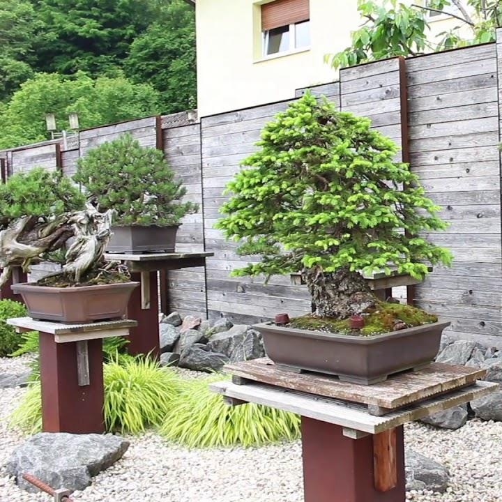 A short overview of the Generation Bonsai event