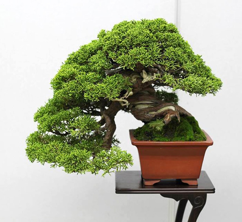 Less Is Enough | Bonsai Bark