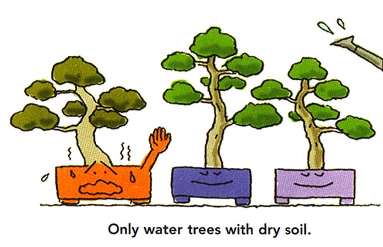 Be Smart – Don’t Water Your Bonsai by Schedule! | Bonsai Bark
