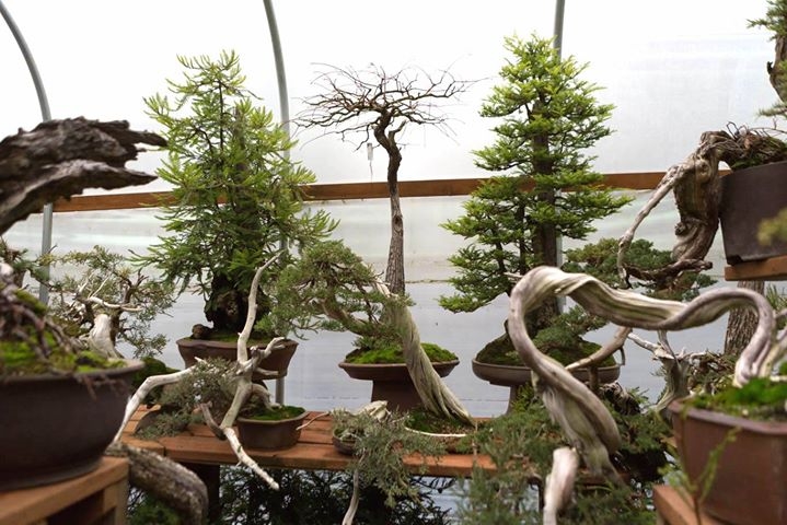 Bonsai Mirai updated their cover photo.