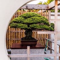 Exhibits & Events — National Bonsai Foundation