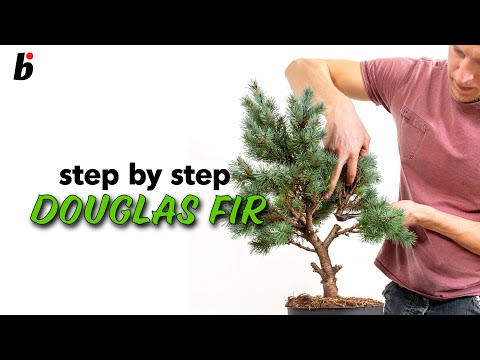 Douglas fir:  Pruning the branches