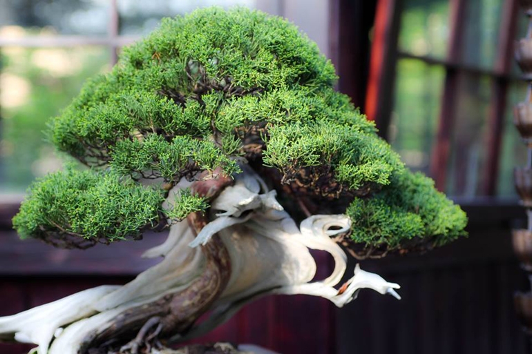 Two Exceptional Bonsai, Quick and Easy | Bonsai Bark