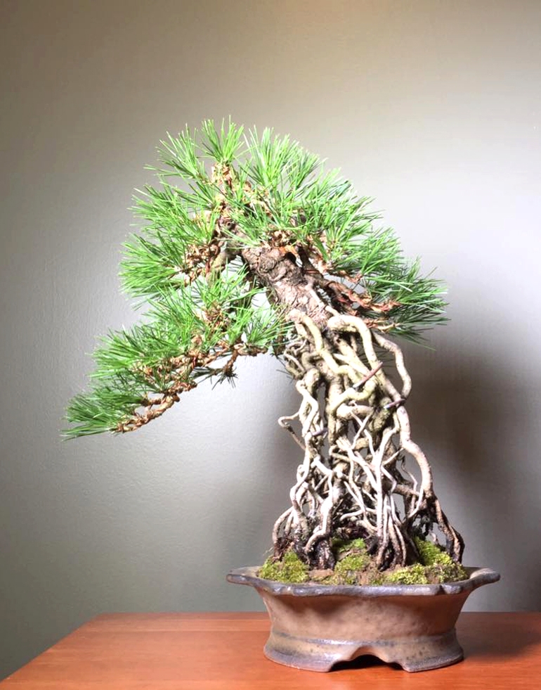 Japanese Black Pine Made in America | Bonsai Bark
