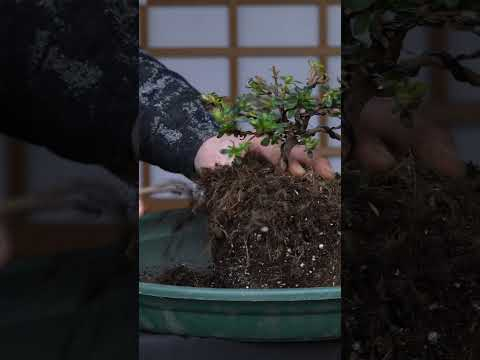 Creating an Azalea Bonsai tree #azalea #bonsai