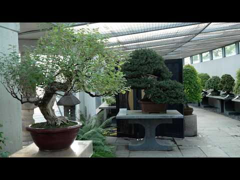 Crespi Bonsai Museum 2025