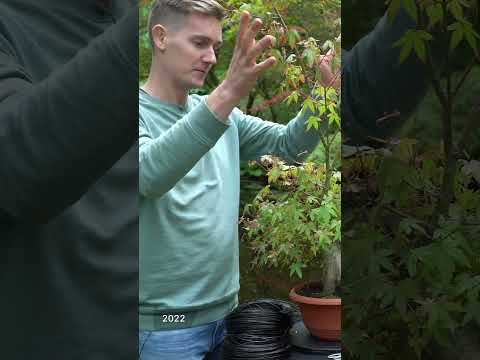 Styling a Maple Bonsai
