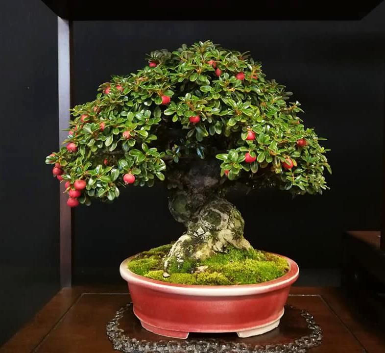 One Sweet Little Tree While Waiting for More | Bonsai Bark