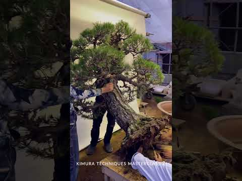 Kimura creates a massive Pine Bonsai #shorts #bonsai #japan