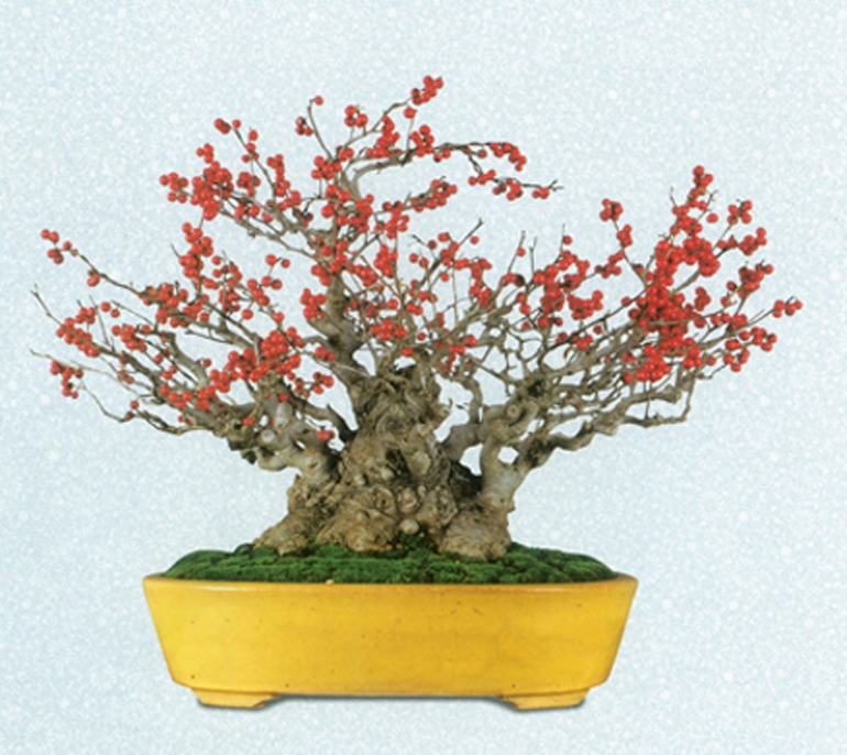 Bonsai Flowers & a Touch of Fall Color | Bonsai Bark