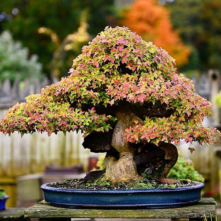 Happy Root-Over-Rock Bonsai Holidays | Bonsai Bark