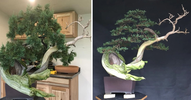 Godzilla Refines a Monster Bonsai – Before & After | Bonsai Bark