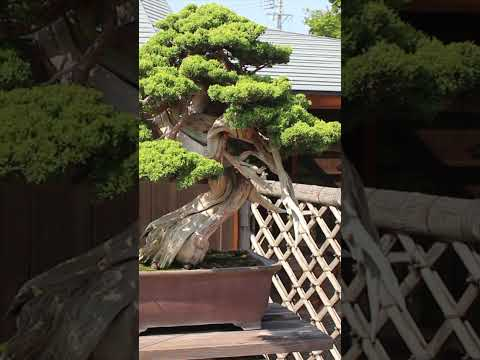 Japanese Bonsai #trees #miniature #bonsai #japan