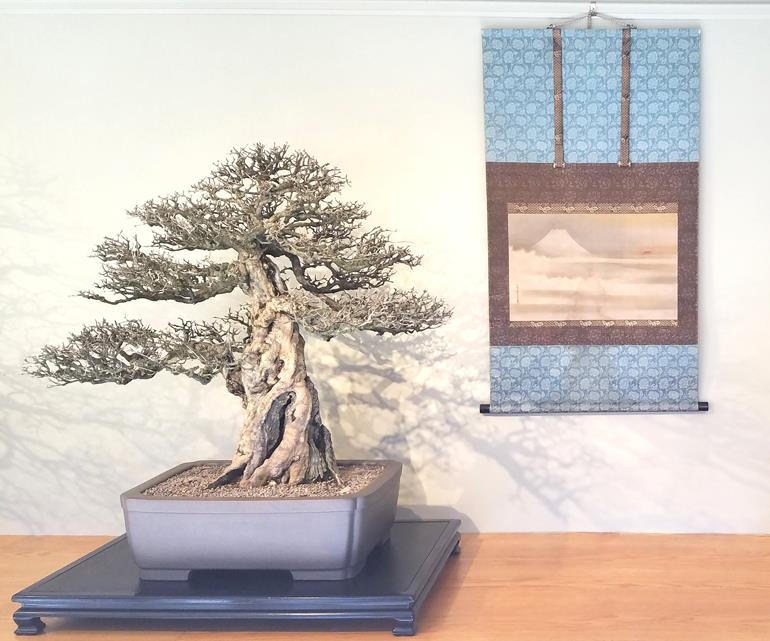 Messages from Our National Bonsai Treasure | Bonsai Bark
