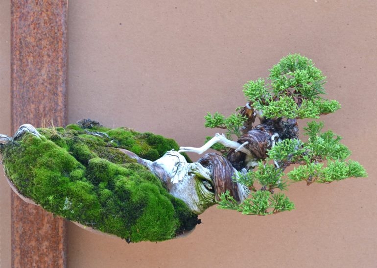 A Juniper Orchid Bonsai – Michael’s Ingenious Before & After | Bonsai Bark