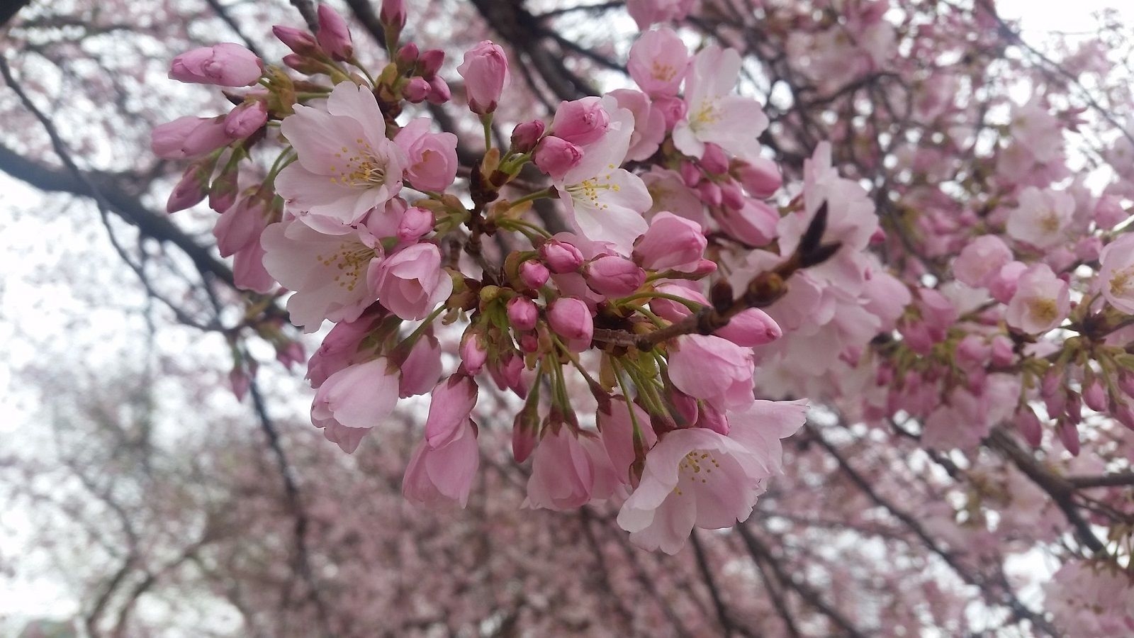 Despite snowy forecast, cherry blossoms advance to 'puffy white' stage