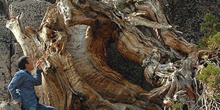 Too Big for Bonsai – Another Magnificent Monster | Bonsai Bark