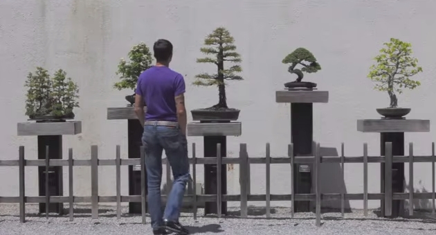 Have you always dreamed of making bonsai your