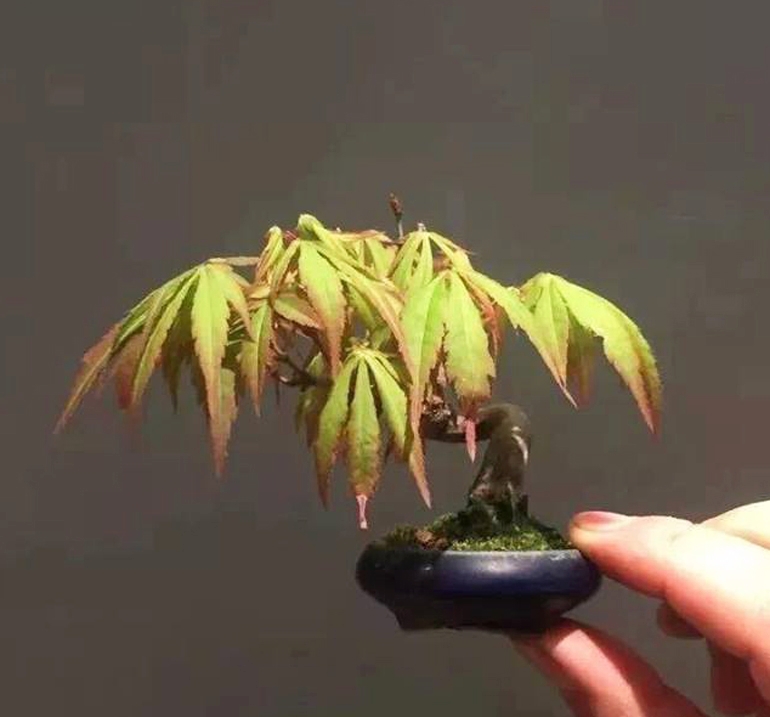 Hand Held Bonsai & a Glass of Good Red Wine | Bonsai Bark