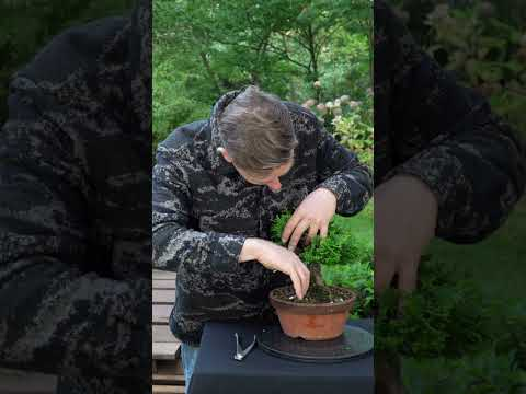 Hinoki cypress Bonsai - a 3 year transformation! #bonsai #cypress #bonsaitree #japan #livingart