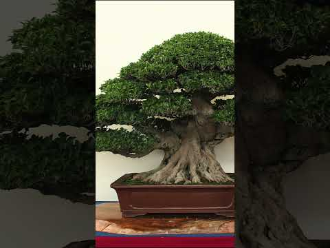 Bonsai Masterpieces #taiwan #penjing #bonsai #masterpiece #artwork