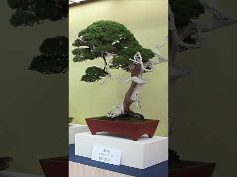Famous Bonsai show #japan #bonsaitrees #bonsai #japanese #tokyo