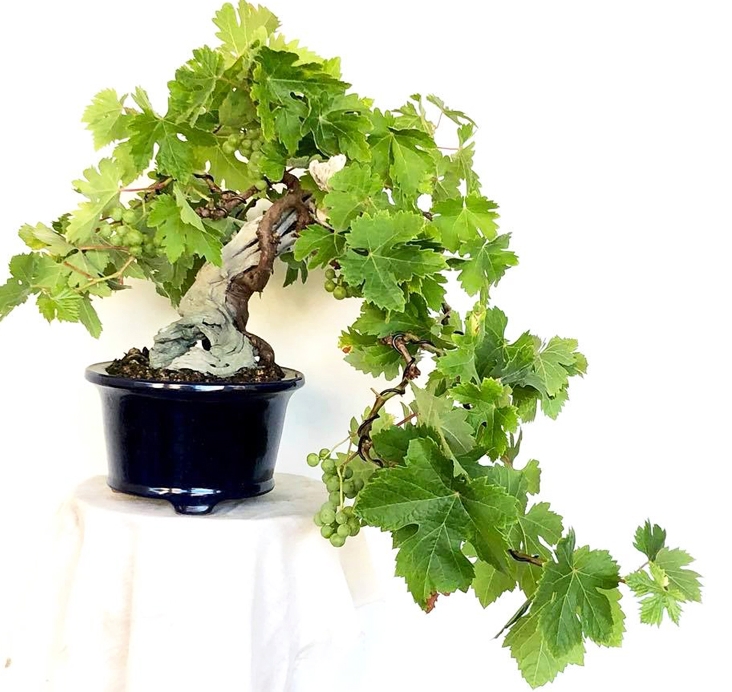 Grape Bonsai, in a League of Its Own | Bonsai Bark