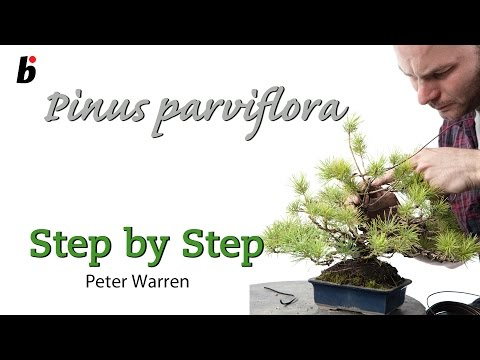 How to deal with a pine with leggy branches