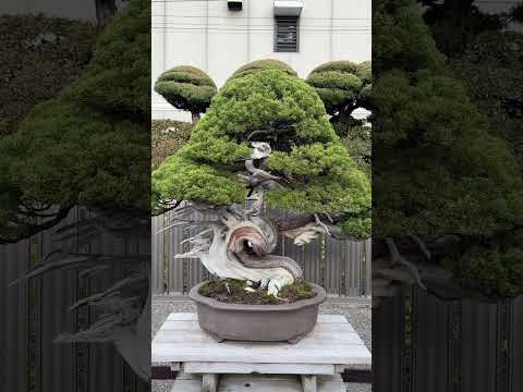 Masahiko Kimura's legendary #bonsai #garden near #tokyo #japan #bonsaitree