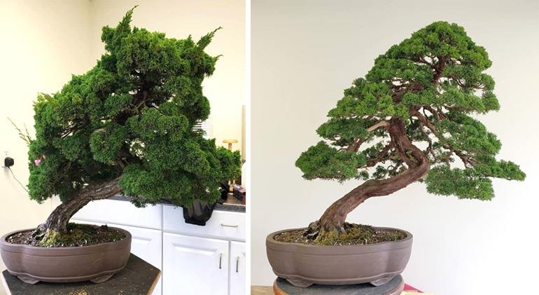 Before & After Bonsai – Rediscovering a Juniper’s Natural Beauty | Bonsai Bark