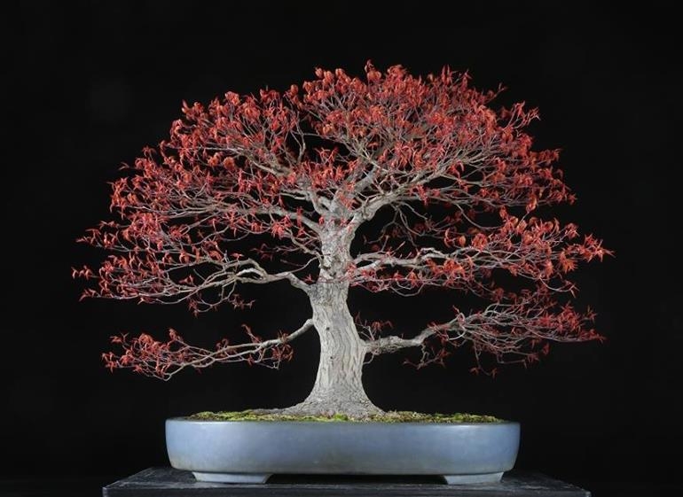 Is There a Best View for this Exceptional Japanese Maple? | Bonsai Bark