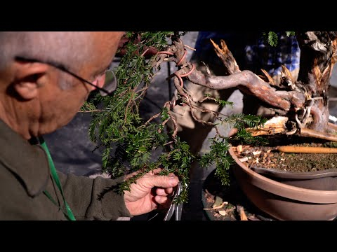 Sebastian Fernandez bonsai demo at UBE